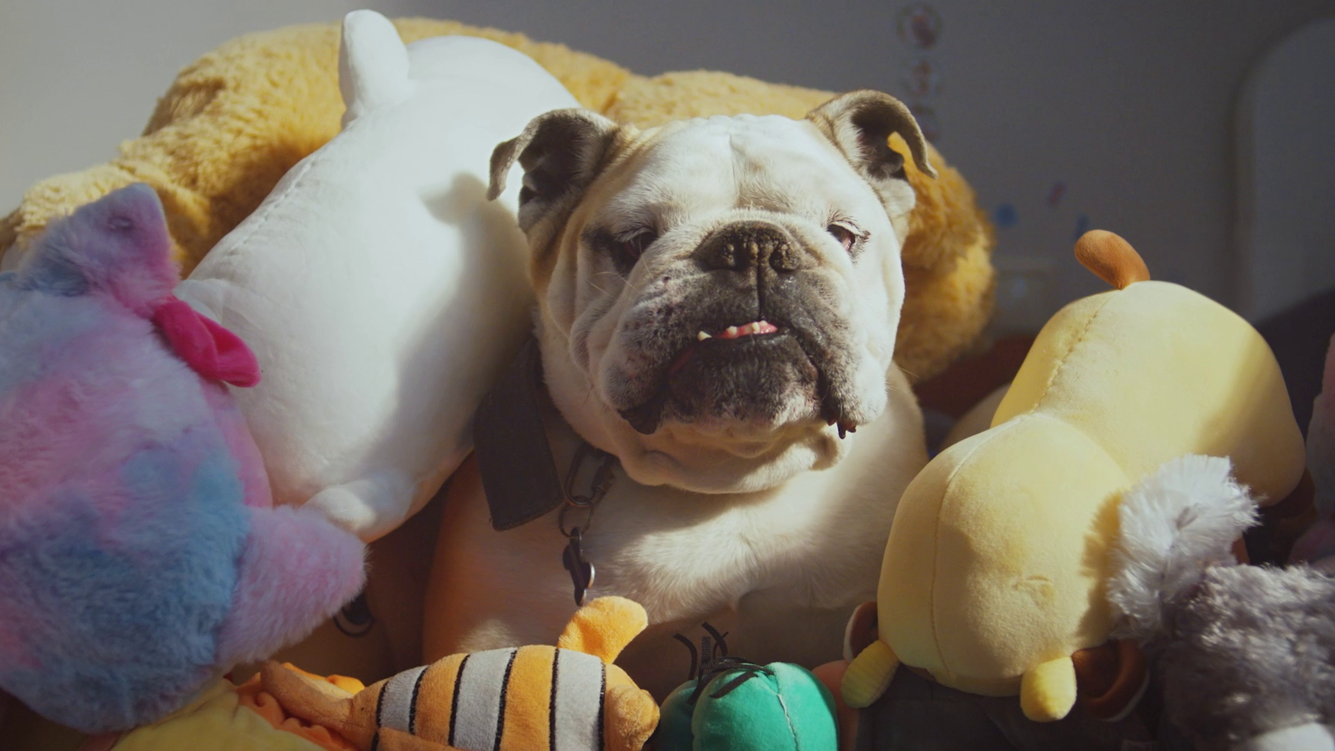 Denner dogs advert tracks and fields thumbnail